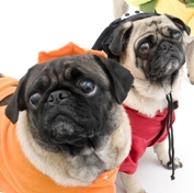 two pugs dressed up for halloween