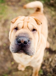 Chinese Shar-Pei