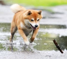 photo of Shiba Inu retrieving a stick in water