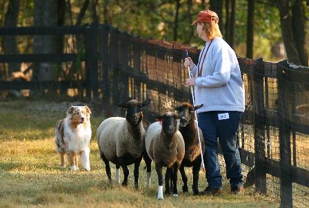 Australian Shepherd Herding Sheep