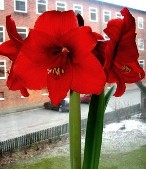 Amaryllis Plant