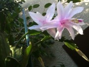 Christmas Cactus Plant