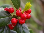 Holly Plant