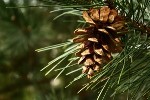 Pine tree with pinecone