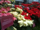 Poinsettia Plant