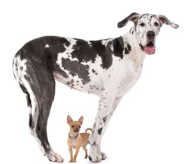 Genetics influencesin dog size