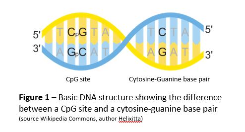 diagram of basic DNA structure