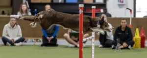 Border Collie takes a bar jump wearing the new motion sensor.