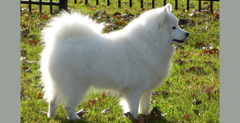 photo of American Eskimo Dog 