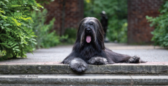 Briard Arson, featured calendar dog for August 2024