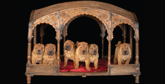 Chinese Shar Pei puppies of Asia, featured calendar dog for March 2024