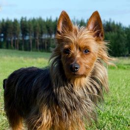 photo of an Australian Terrier standing outdoors