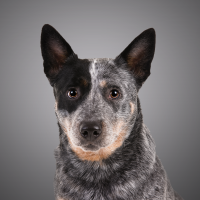 Photo of an Australian Cattle Dog