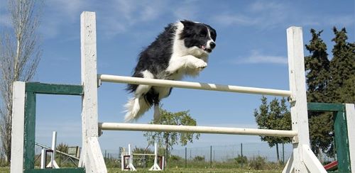 photo of a Border Collie taking an agility jump outdoors