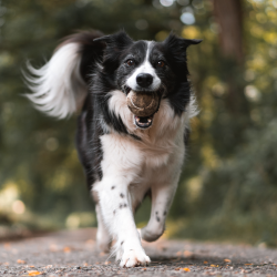 A senior Border Collie runs toward the camera holding a tennis ball