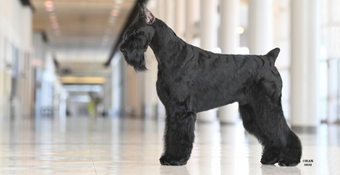 photo of Giant Schnauzer