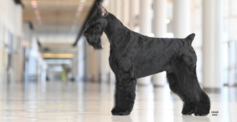 photo of Giant Schnauzer 