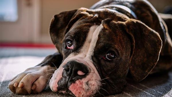 photo of a Boxer lying on the floor indoors