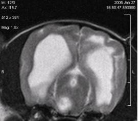 A Brain MRI from a Yorkshire Terrier