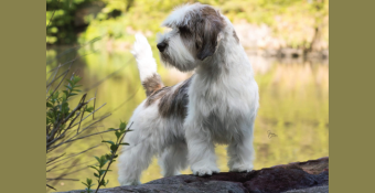 PBGV Buddy, featured calendar dog for May 2024