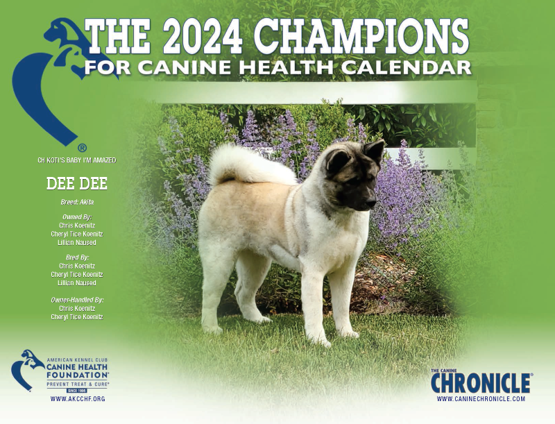 Cover of the 2024 Champions for Canine Health Calendar featuring Akita Dee Dee