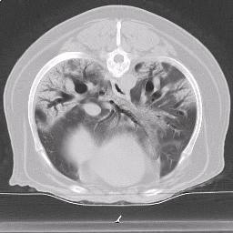 CT Scan of Dog with Pulmonary Fibrosis