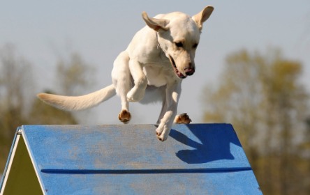 Yellow Lab on Agility A-Frame