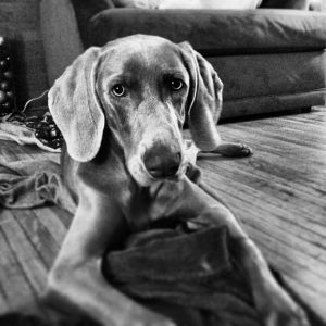 Photo of Weimaraner Charlie Brenner