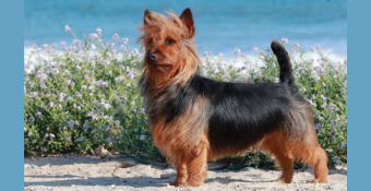 Autralian Terrier Chase, featured calendar dog for July 2024