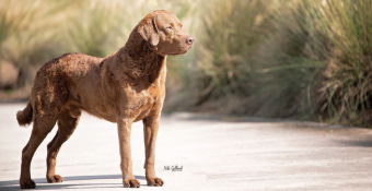 Chesapeake Bay Retriever Couper, featured dog for February 2024