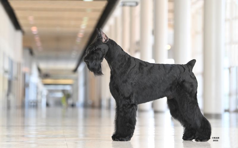 Standard Schnauzer 'Bayou' from the 2023 Champions for Canine Health calendar