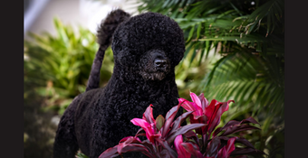 photo of Portuguese Water Dog 
