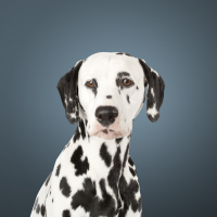 Photo of a Dalmatian