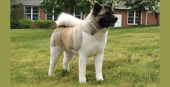 Akita Dee Dee, featured calendar dog for April 2024