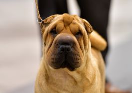 photo of Shar-Pei