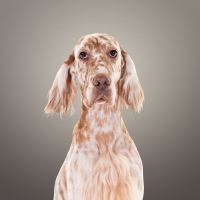 Photo of an English Setter