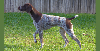 Photo of Germa Shorthaired Pointer