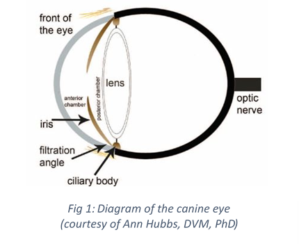 Diagram of the canine eye