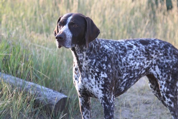 Photo of a German Shorthair Pointer in the grass