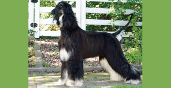 Afghan Hound Gabe, featured calendar dog for November 2024