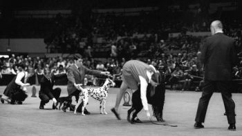 Photo of Dr. Garvin showing his Dalmatian in Junior Showmanship at Westminster Kennel Club