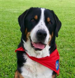 Photo of 'Gus' Copeland in his therapy dog bandana