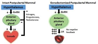 Diagram of the Hypothalamic-Pituitary-Gonadal axis in dogs.