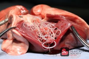 Photo of heartworms inside a canine heart