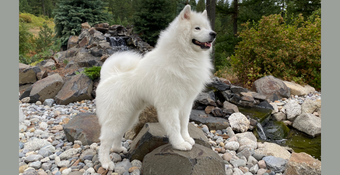 photo of Samoyed