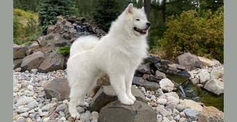 photo of Samoyed 