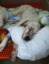 Honey the English Setter being treated for bloat