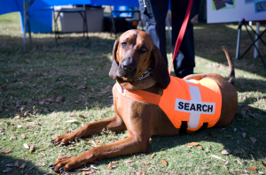 Photo of a search and rescue hound lying down outside