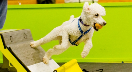 Flyball Poodle