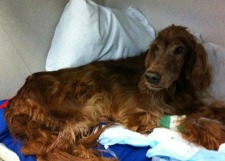 Irish Setter being treated for bloat